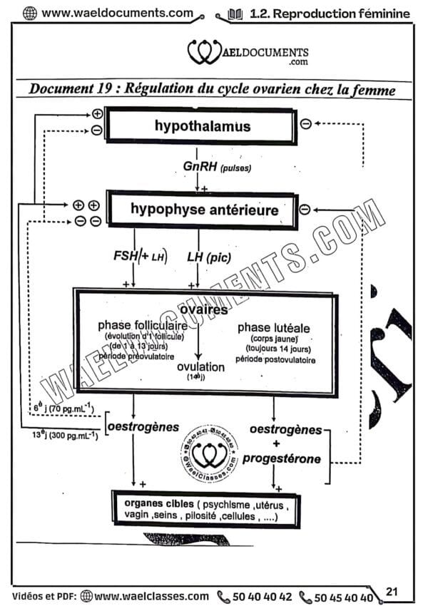 [S2new] SVT- Cours détaillé en couleurs tous les chapitres- Bac sciences