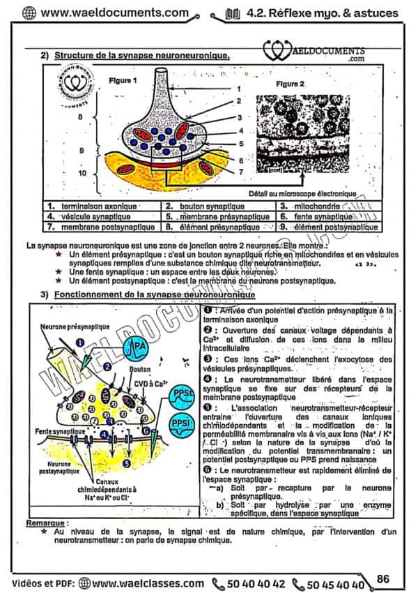 [S2new] SVT- Cours détaillé en couleurs tous les chapitres- Bac sciences