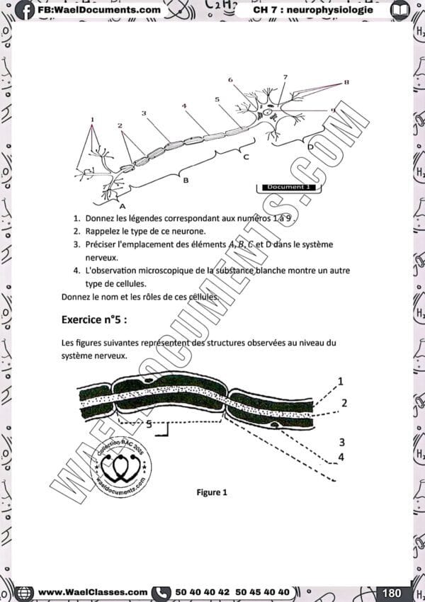 [S3new] SVT- Exercices niveau moyen QCM et CROQ corrigés- Bac sciences