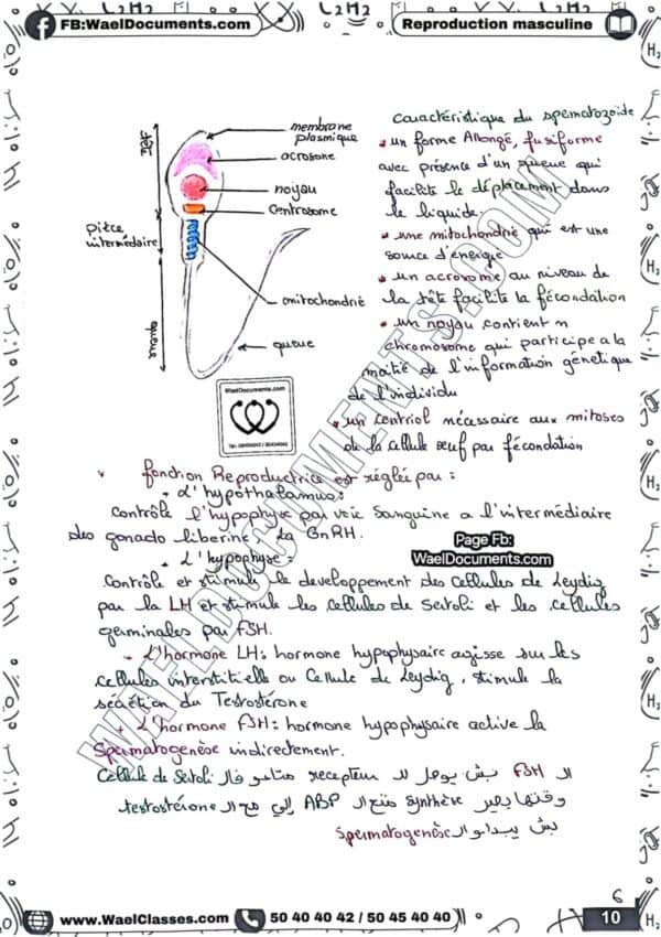 [S1new] SVT-Résumés expliqués, des questions-réponses et explications en derja en couleurs-Bac sciences